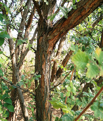 L. sericea stem : Photographed by Johannes Vogel L. sericea stem : Photographed by Johannes Vogel